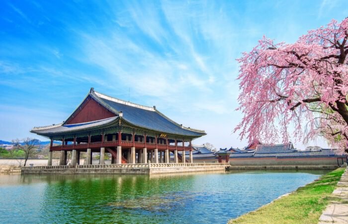 Gyeongbokgung palace with cherry blossom in spring,south korea.