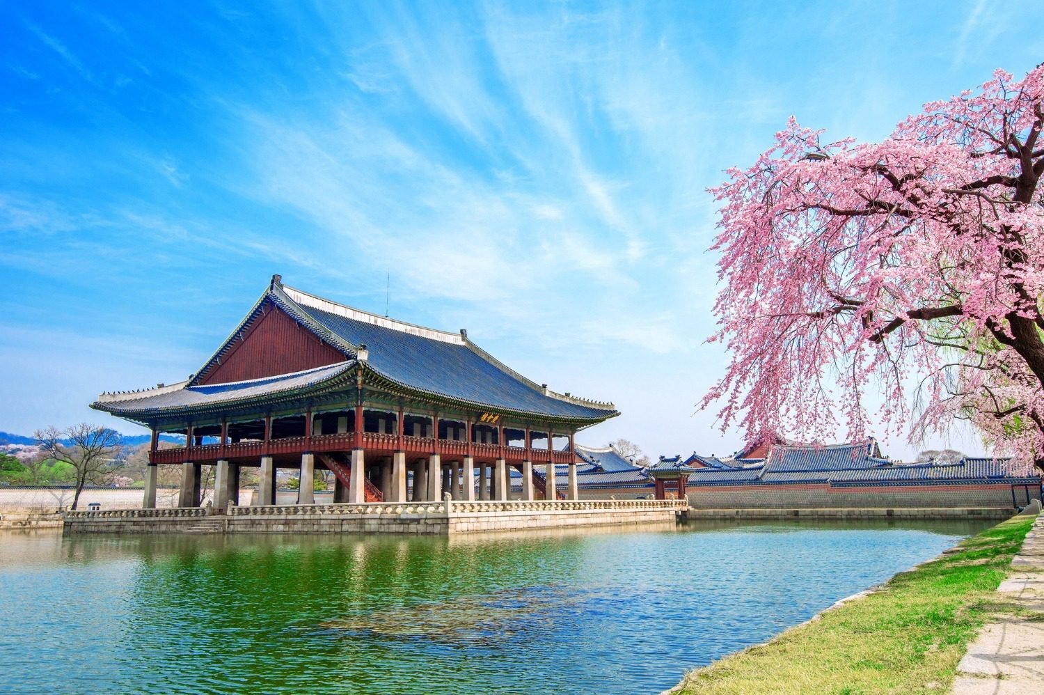 Gyeongbokgung palace with cherry blossom in spring,south korea.