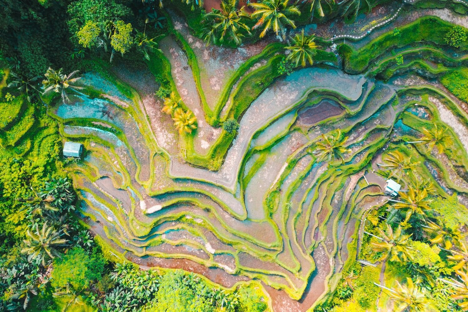 Bird eye view picture of Tegallalang Rice Terrace, Indonesia