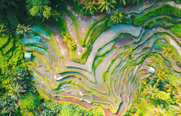 Bird eye view picture of Tegallalang Rice Terrace, Indonesia