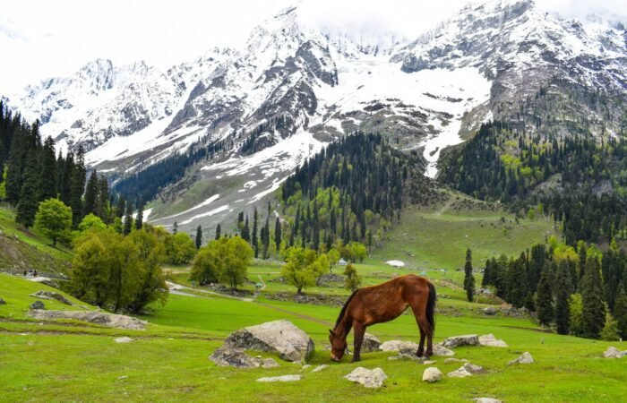 A photo of a horse near the mountain ranges of Sonamarg