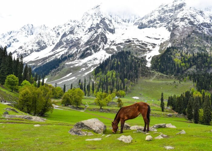 A photo of a horse near the mountain ranges of Sonamarg